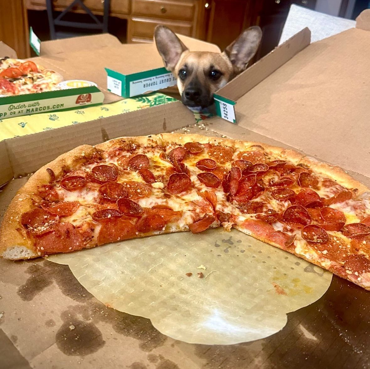 pepperoni pie in the box as a dog peeks in, Marco's