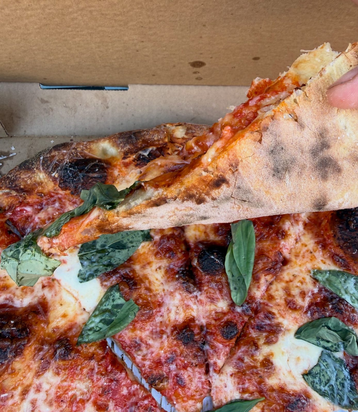 Pizza slice being lifted from the pie at Angelo’s Pizzeria in South Philadelphia