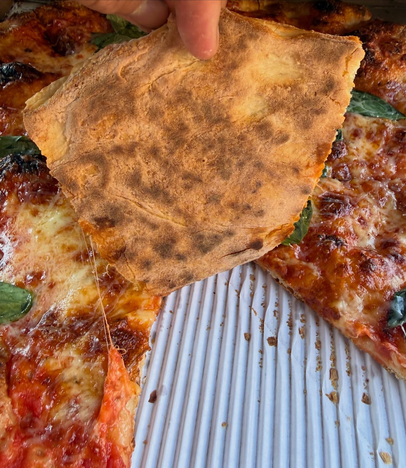 Underside of the pizza crust at Angelo’s Pizzeria in South Philadelphia